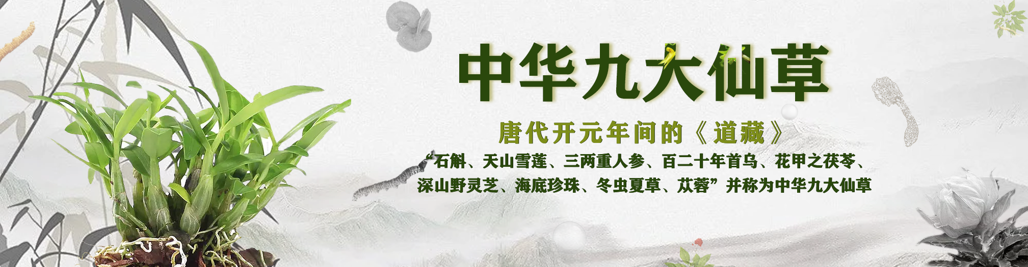 霍山石斛